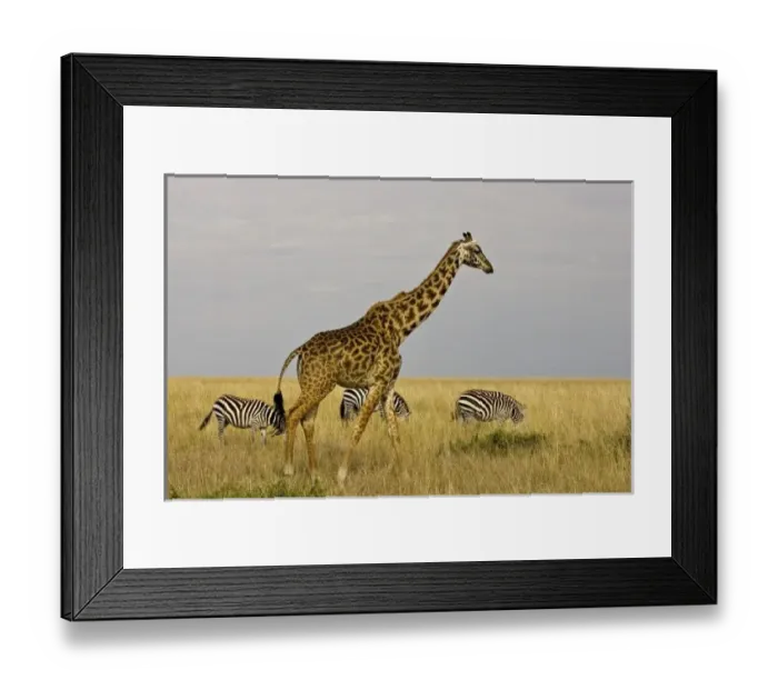 Framed Print : Africa, Kenya Framed Print : Africa, Kenya