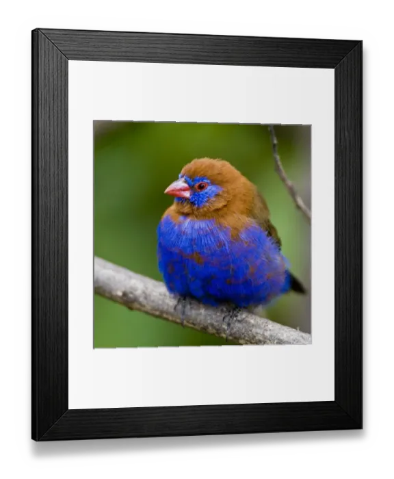 Framed Print : Africa. Kenya. Purple Grenadier male at Lake Naivasha