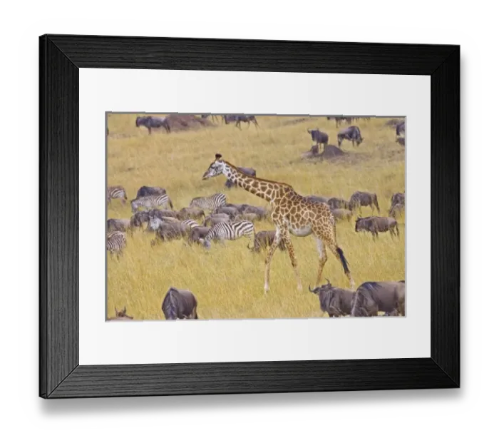 Framed Print : Africa, Kenya