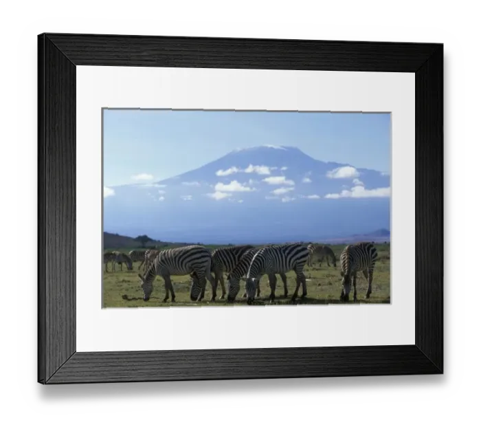 Framed Print : Africa, Kenya, Amboseli National Park, Herd of Plains Zebra (Equus burchelli) feeding Framed Print : Africa, Kenya, Amboseli National Park, Herd of Plains Zebra (Equus burchelli) feeding