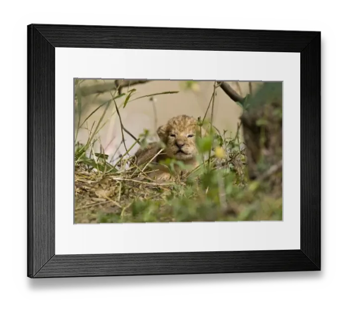 Framed Print : Two week old baby Framed Print : Two week old baby