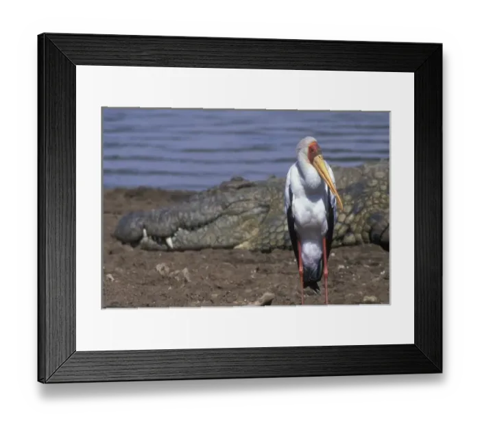 Framed Print : Africa, Kenya, Masai Mara Game Reserve, African Spoonbill (Platalea alba) standing