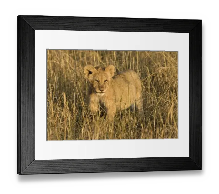 Framed Print : A lion cub laying
