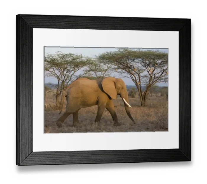 Framed Print : African Elephant at Samburu NP, Kenya Framed Print : African Elephant at Samburu NP, Kenya