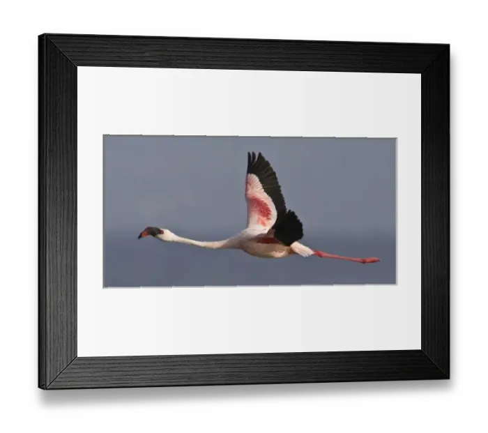 Framed Print : Lesser Flamingo at Lake Nakuru NP, Kenya Framed Print : Lesser Flamingo at Lake Nakuru NP, Kenya