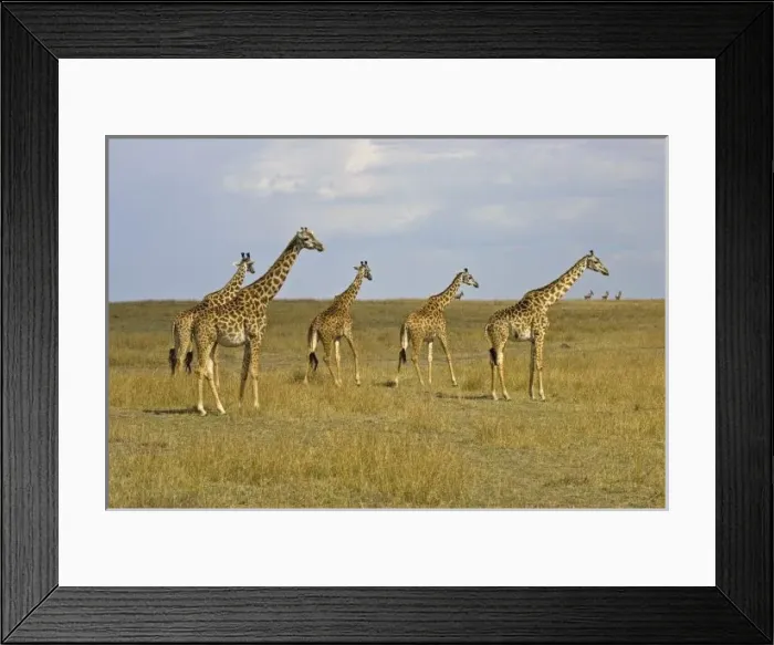 Framed Print : Msai Giraffes