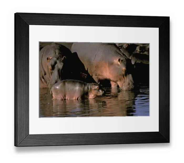 Framed Print : Africa, Kenya, Masai Mara. Common hippopotamuses (Hippopotamuses amphibius) Framed Print : Africa, Kenya, Masai Mara. Common hippopotamuses (Hippopotamuses amphibius)