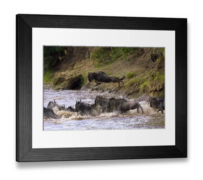 Framed Print : Crossing of the Mara River by Zebras and Wildebeest, migrating in the Msai Mara Kenya
