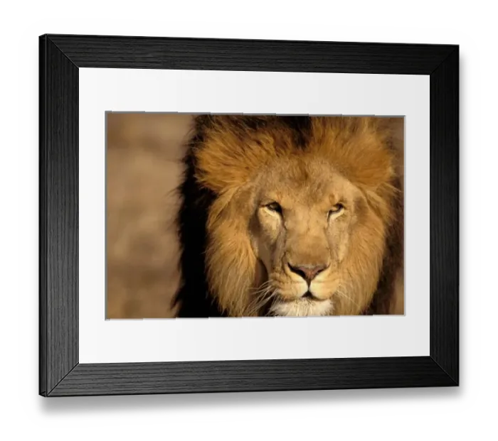Framed Print : Africa, Kenya, Masai Mara. Lion male (Panthera leo), captive