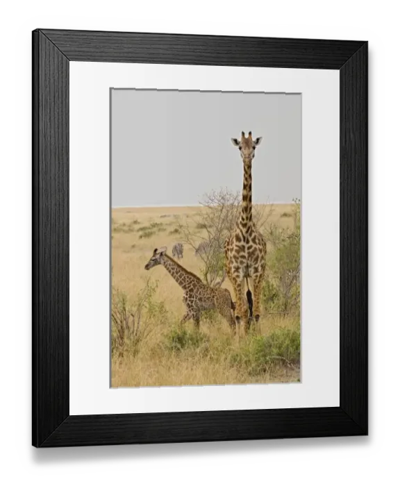 Framed Print : Msai Giraffes Framed Print : Msai Giraffes