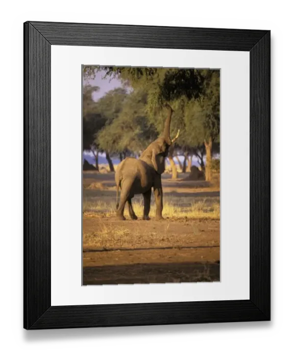 Framed Print : Africa, Kenya, Masai Mara. Elephant (Loxodonta africana)