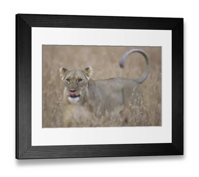 Framed Print : Africa, Kenya Framed Print : Africa, Kenya