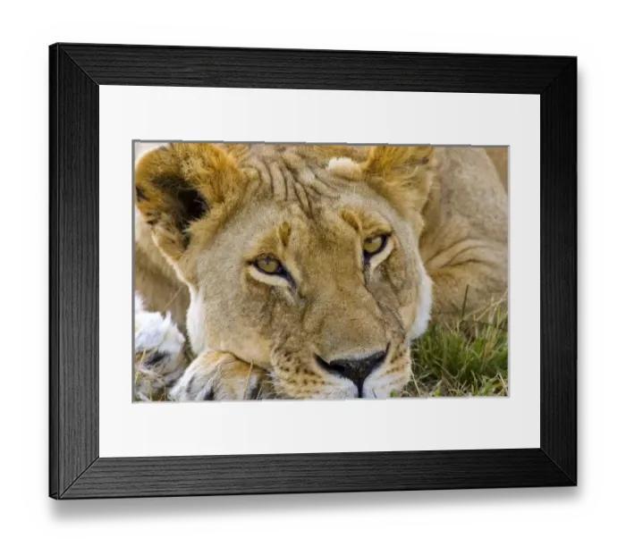 Framed Print : Lion in the brush