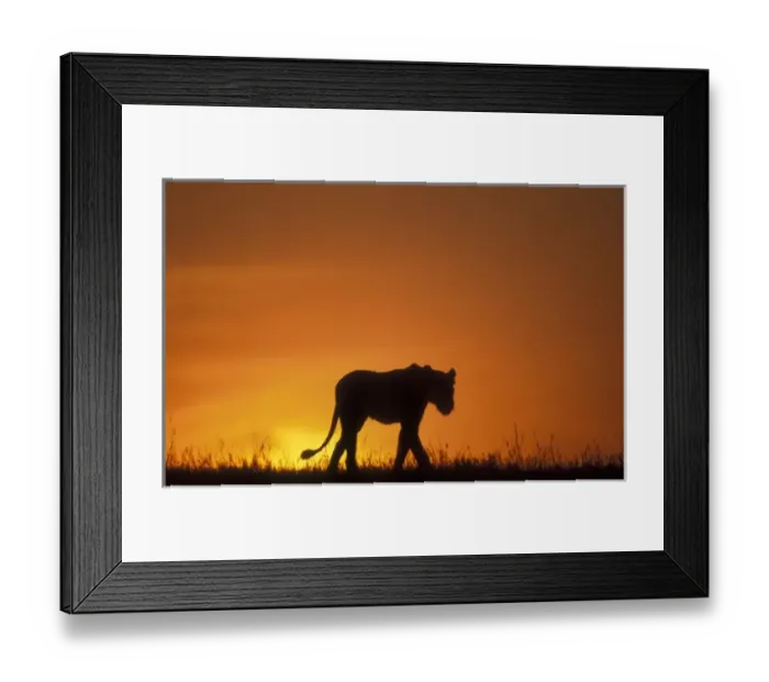 Framed Print : Africa, Kenya, Masai Mara Game Reserve, Silhouette of Lion (Panthera leo) walking Framed Print : Africa, Kenya, Masai Mara Game Reserve, Silhouette of Lion (Panthera leo) walking