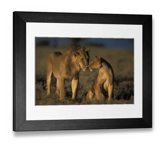 Framed Print : Africa, Kenya, Buffalo Springs National Reserve, Mating pair of Lion and Lioness Framed Print : Africa, Kenya, Buffalo Springs National Reserve, Mating pair of Lion and Lioness