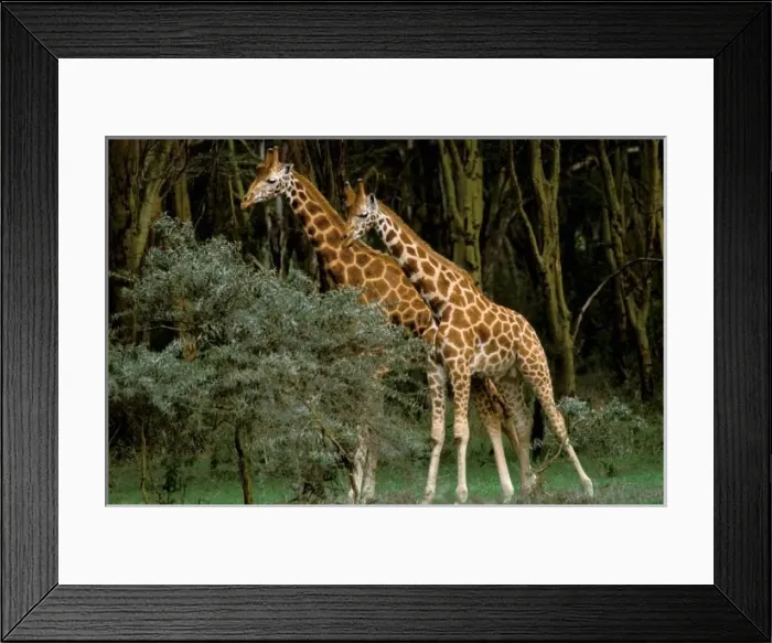 Framed Print : Africa, Kenya, Masai Mara. Masai giraffe (Giraffe amelopadaris)
