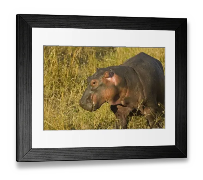 Framed Print : Baby Hippo out