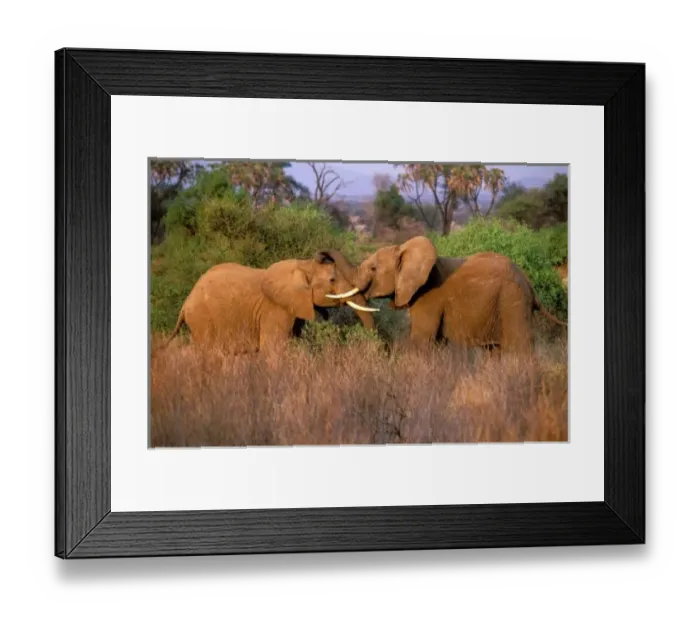 Framed Print : Africa, Kenya, Samburu. Elephant challenge (Loxodonta africana)