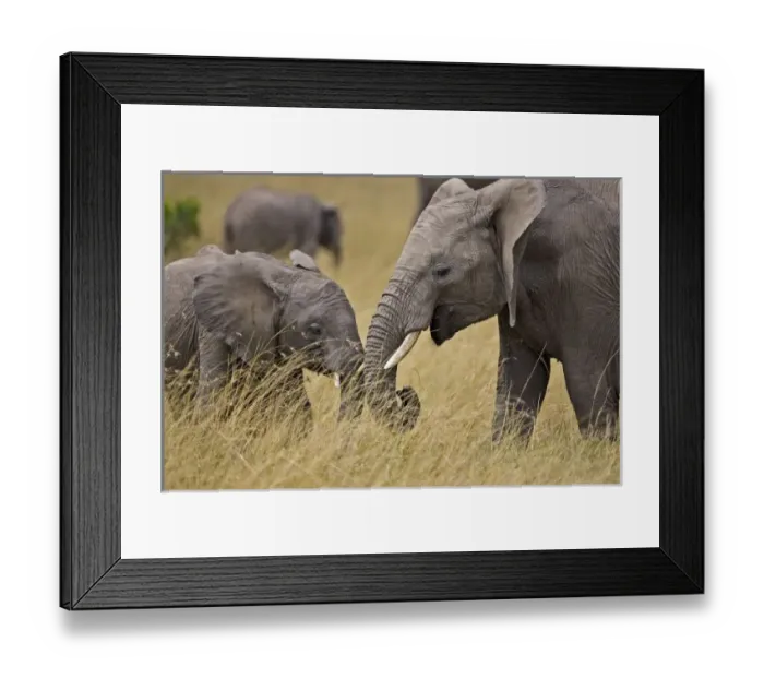Framed Print : A African Elephant Framed Print : A African Elephant