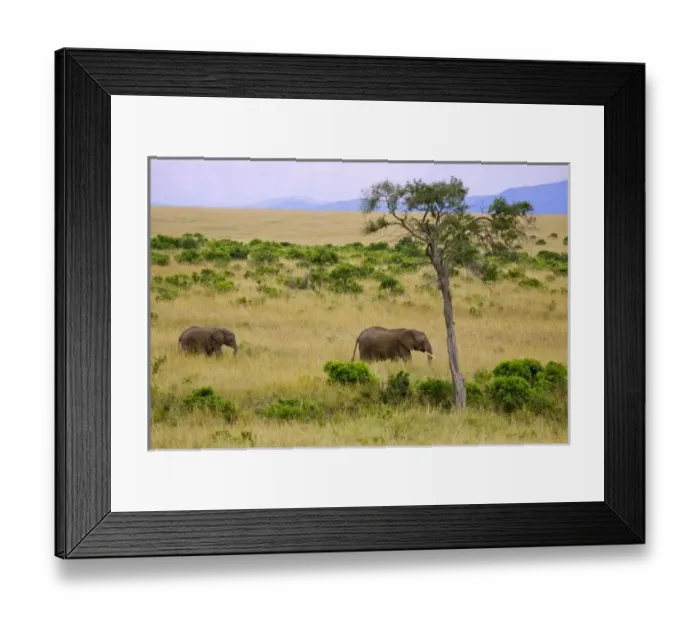 Framed Print : A African Elephant Framed Print : A African Elephant