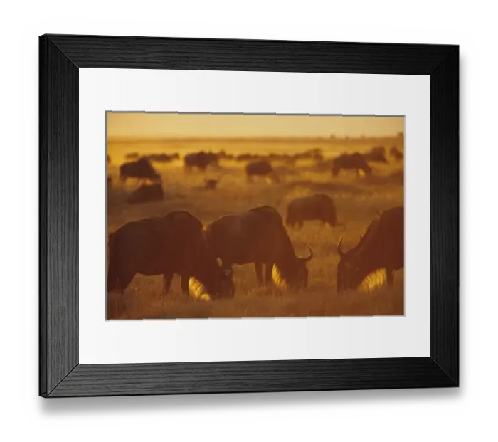 Framed Print : Wildebeest grazing at sunset, Msai Mara, Kenya