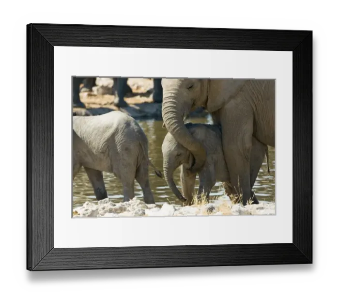 Framed Print : Namibia, Ongava