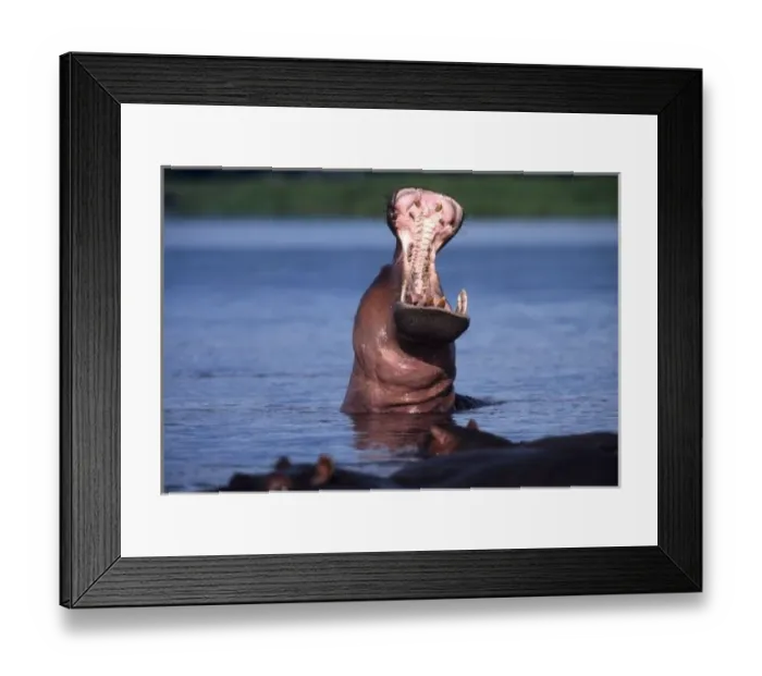 Framed Print : Africa. Botswana. Chobe National Park. Hippo (Hippopotamus amphibius) yawning in the Chobe River Framed Print : Africa. Botswana. Chobe National Park. Hippo (Hippopotamus amphibius) yawning in the Chobe River