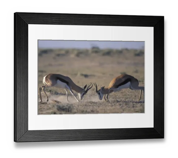 Framed Print : Namibia, Etosha Framed Print : Namibia, Etosha