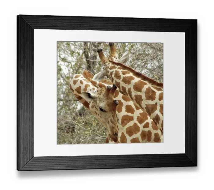 Framed Print : Niger, Koure, two Framed Print : Niger, Koure, two