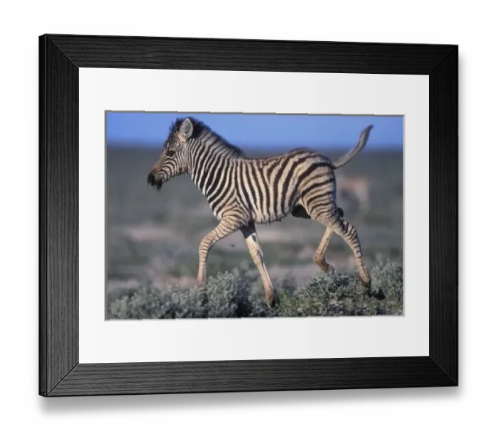 Framed Print : Namibia, Etosha National Park, Young Plains Zebra (Equus burchelli) trots through Framed Print : Namibia, Etosha National Park, Young Plains Zebra (Equus burchelli) trots through