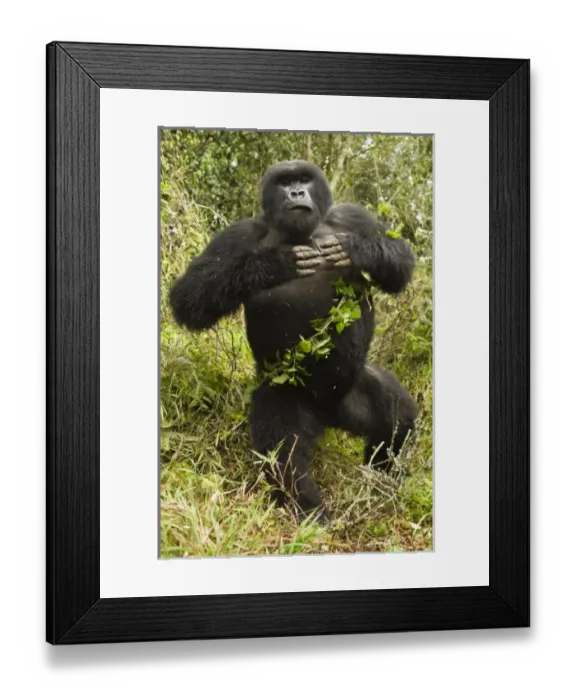 Framed Print : Rwanda, Volcanoes Framed Print : Rwanda, Volcanoes