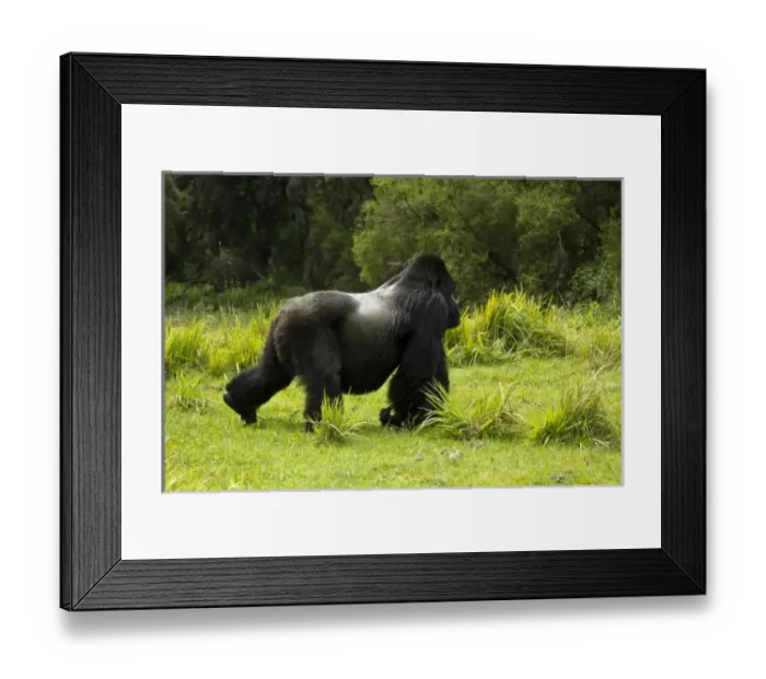 Framed Print : Rwanda, Volcanoes National Park. Mountain Gorillas (Gorilla beringei beringei) Sabyinyo Framed Print : Rwanda, Volcanoes National Park. Mountain Gorillas (Gorilla beringei beringei) Sabyinyo