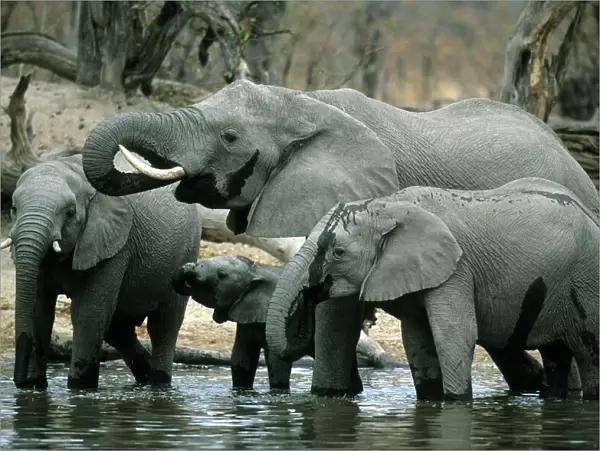 African Elephant, (Loxodonta africana), drinking herd, Okavango Delta, Botswana