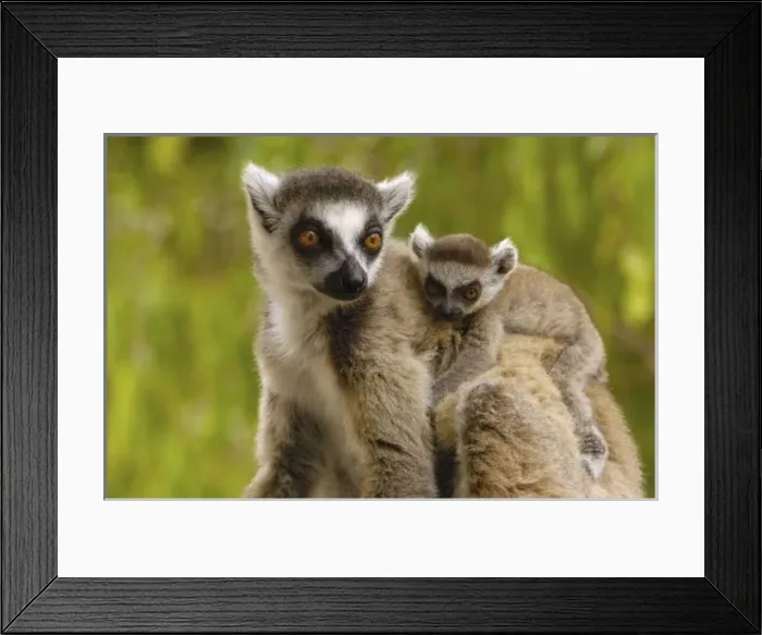 Framed Print : Ring-tailed lemurs Framed Print : Ring-tailed lemurs