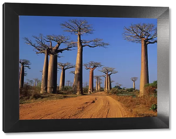 Africa, Madagascar, Morondava, Baobab Avenue. Avenue du Baobab Adasonia Grandidieri
