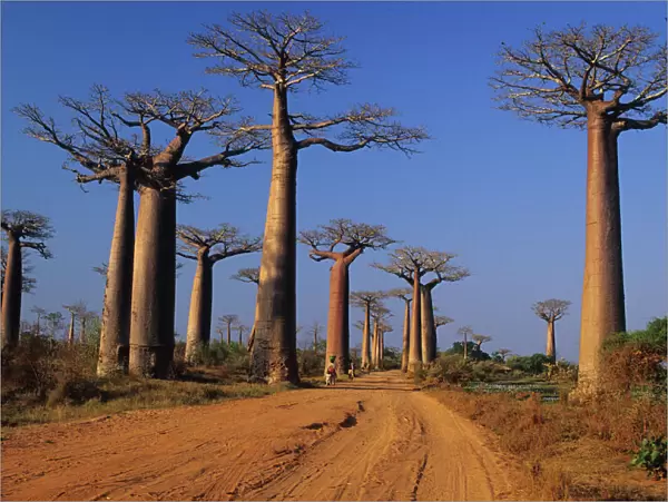 Africa, Madagascar, Morondava, Baobab Avenue. Avenue du Baobab Adasonia Grandidieri