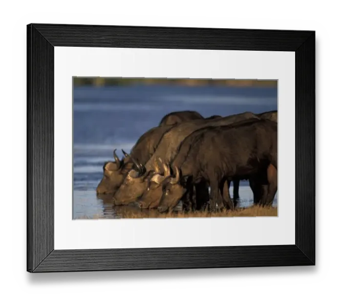Framed Print : Botswana, Chobe National Park, Cape Buffalo (Syncerus caffer) herd drinks from Chobe Framed Print : Botswana, Chobe National Park, Cape Buffalo (Syncerus caffer) herd drinks from Chobe