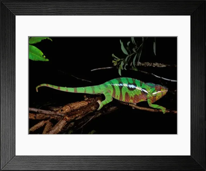 Framed Print : Africa, Madagascar, Ankarana Special Reserve. Chameleon (Furcifer pardalis) Framed Print : Africa, Madagascar, Ankarana Special Reserve. Chameleon (Furcifer pardalis)