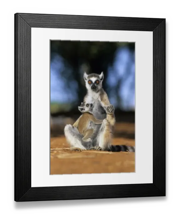 Framed Print : Ring-tailed Lemur, (Lemur catta), Mother and Baby, Berenty Reserve, Madagascar Framed Print : Ring-tailed Lemur, (Lemur catta), Mother and Baby, Berenty Reserve, Madagascar