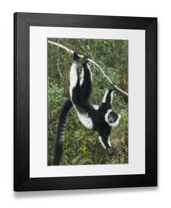 Framed Print : Black and White Ruffed Lemur, (Varecia variegata), Captive, MADAGASCAR Framed Print : Black and White Ruffed Lemur, (Varecia variegata), Captive, MADAGASCAR