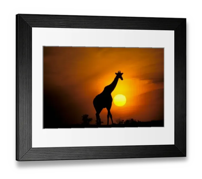 Framed Print : Africa, Kenya, Masai Mara. Giraffe (Giraffe camelopardoalis)