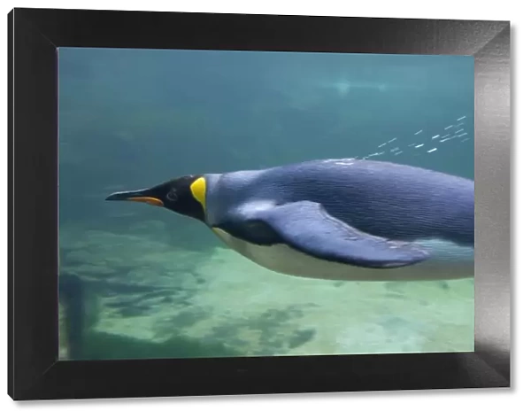 South Africa, Cape Town. Two Oceans Aquarium. King penguin (captive) underwater