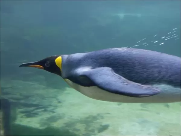 South Africa, Cape Town. Two Oceans Aquarium. King penguin (captive) underwater