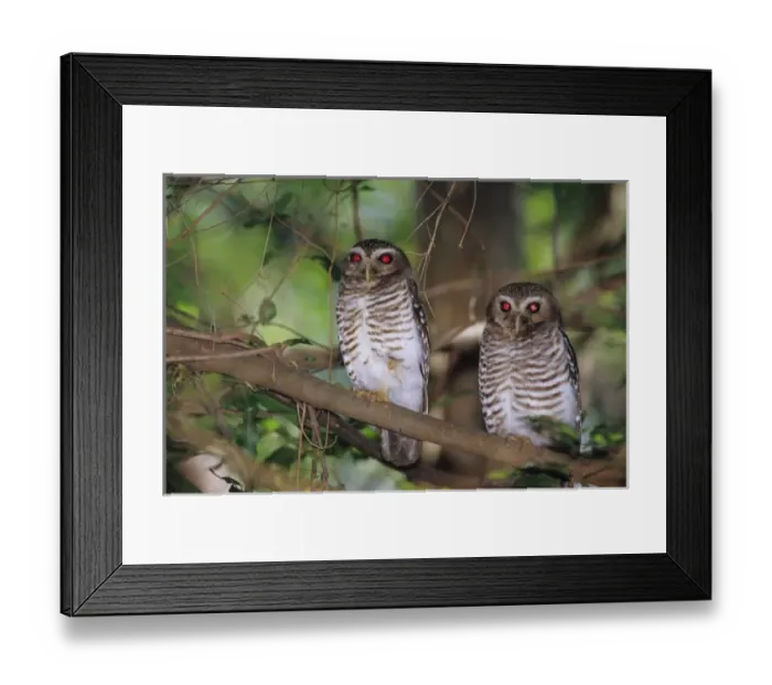 Framed Print : Africa, Madagascar, Reserve of Berenty. A couple of white browed owls, Ninox superciliaris Framed Print : Africa, Madagascar, Reserve of Berenty. A couple of white browed owls, Ninox superciliaris