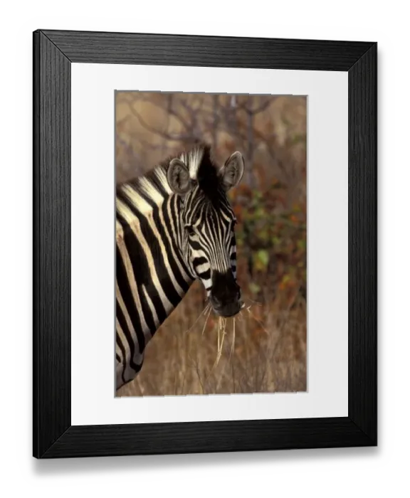 Framed Print : Africa, South Africa, Kruger NP Zebra portrait Framed Print : Africa, South Africa, Kruger NP Zebra portrait