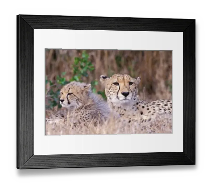 Framed Print : Africa, South Africa, Tswalu Reserve. Cheetahs (Acinonyx jubatus) Framed Print : Africa, South Africa, Tswalu Reserve. Cheetahs (Acinonyx jubatus)