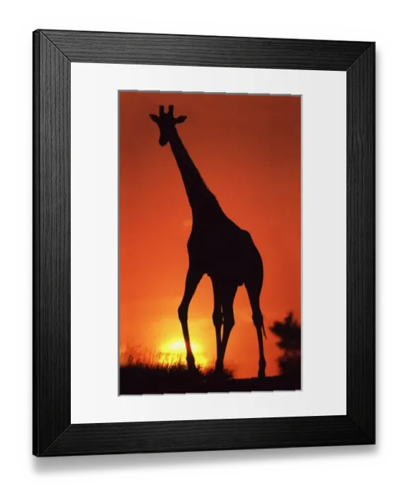 Framed Print : South Africa, Kruger NP. Giraffe (Giraffa camelopardalis) silhouetted at Sunset Framed Print : South Africa, Kruger NP. Giraffe (Giraffa camelopardalis) silhouetted at Sunset