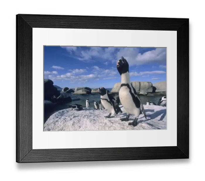 Framed Print : African Penguin ((Spheniscus demersus) wild, Cape Peninsula,s Africa Framed Print : African Penguin ((Spheniscus demersus) wild, Cape Peninsula,s Africa