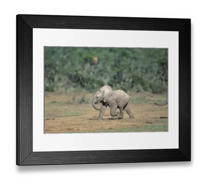 Framed Print : South Africa, Addo