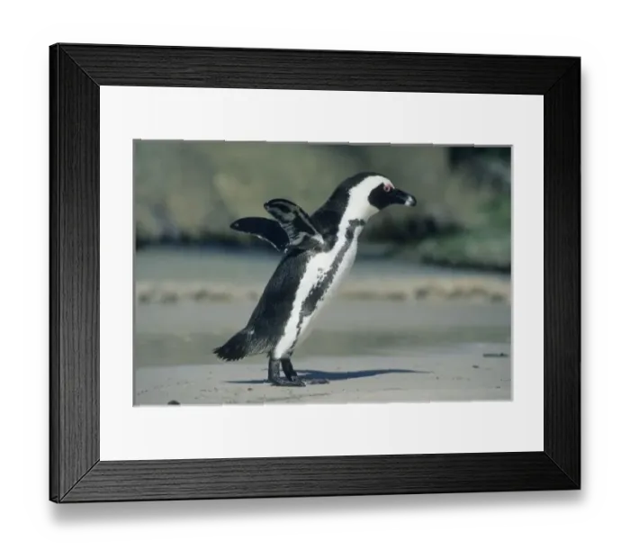 Framed Print : African Penguin, (Spheniscus demersus), coming ashore, Cape Peninsula, South Africa Framed Print : African Penguin, (Spheniscus demersus), coming ashore, Cape Peninsula, South Africa